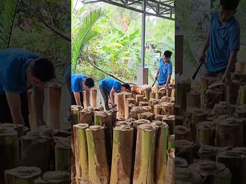 Edible Dwarf Coconut Tree in Vietnam - Coconut Tree Cutting Skills, 