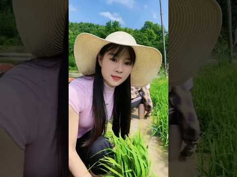 Beautiful hard work farming Vietnam #viralvideo #viralshort #viralshort #hindisong #sorts #song, 