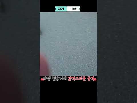 베트남 꼰다오에서 만난 야생 원숭이의 갑작스러운 공격 #꼰다오 #원숭이 #베트남여행, 