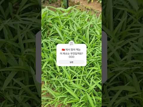 오늘의 퀴즈입니다 🇻🇳 베트남에서 많이 먹는 이 채소는 무엇일까요? #베트남 #farming #텃밭구경 #vietnam, 